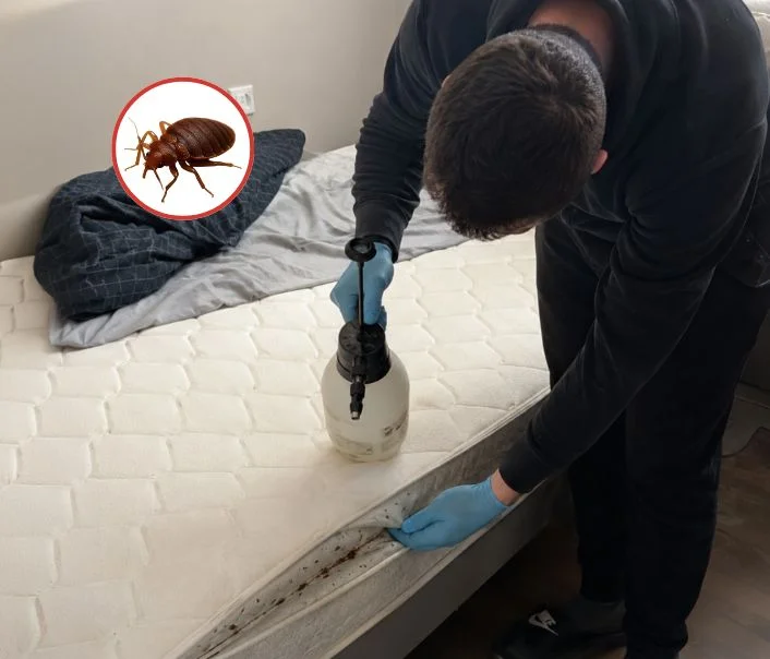 Technicien traitant un matelas contre les punaises de lit à Faremoutiers